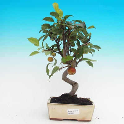 Outdoor bonsai -Malus Halliana fruited apple - 1