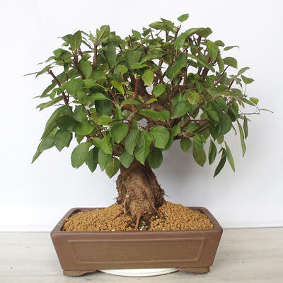 Outdoor bonsai -Malus Halliana - fruited apple - 1