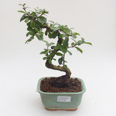 Indoor bonsai - Carmona macrophylla - Tea fuki PB2191597 - 1