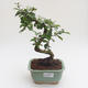 Indoor bonsai - Carmona macrophylla - Tea fuki PB2191597 - 1/5