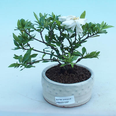Indoor bonsai - Gardenia jasminoides-Gardenia - 1