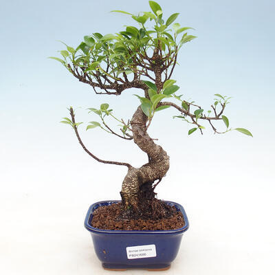 Indoor bonsai - Ficus kimmen - small-leaved ficus