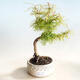 Outdoor bonsai -Pseudolarix amabis-Pamodřín - 1/3