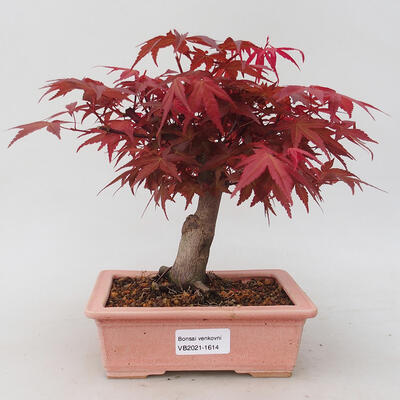 Outdoor bonsai - Maple palmatum DESHOJO - Japanese Maple - 1