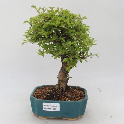 Outdoor bonsai - Zelkova - Zelkova NIRE - 1