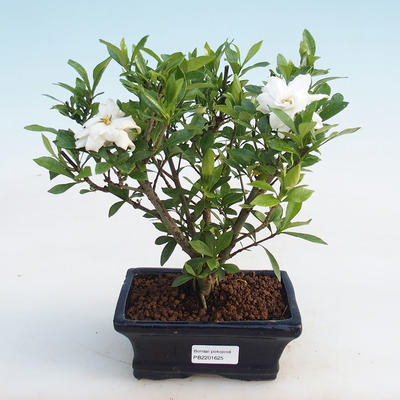 Indoor bonsai - Gardenia jasminoides-Gardenia