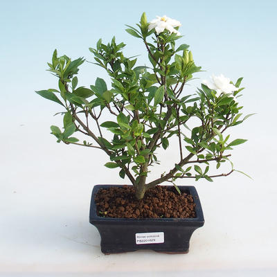 Indoor bonsai - Gardenia jasminoides-Gardenia