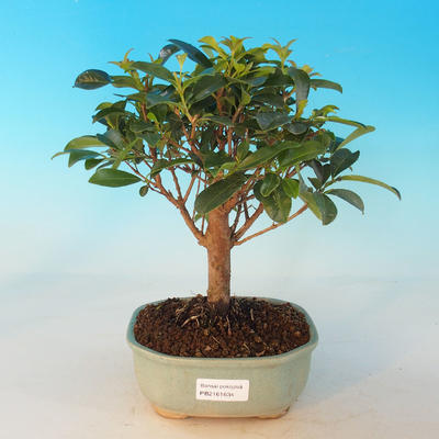 Room Bonsai - Australian cherry - Eugenia uniflora - 1