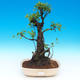 Room bonsai - Ficus retusa - ficus malolistý - 1/2