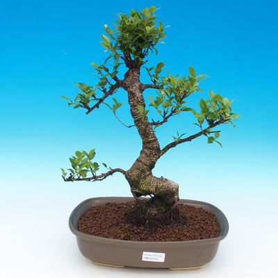 Room bonsai - Ficus retusa - ficus malolistý - 1