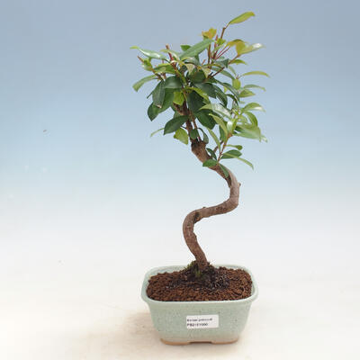 Room Bonsai - Australian Cherry - Eugenia uniflora