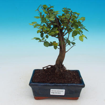 Room bonsai - Sagerécie thea - Sagerécie thea - 1