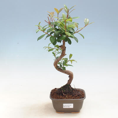 Room Bonsai - Australian Cherry - Eugenia uniflora