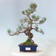 Outdoor bonsai - Pinus parviflora - small-flowered pine - 1/4
