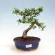 Indoor bonsai - Carmona macrophylla - Tea fuki - 1/5