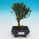 Room bonsai - Buxus harlandii - cork buxus - 1/5