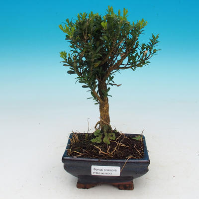 Room bonsai - Buxus harlandii - cork buxus - 1