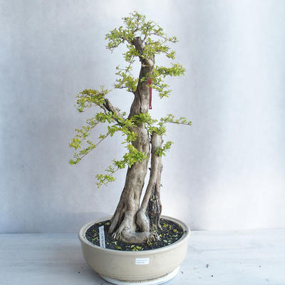 Indoor bonsai - Duranta erecta aurea - 1