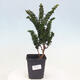 Outdoor bonsai - Cham. obtusa SEKKA HINOKI - Cypress - 1/2