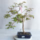 Room Bonsai - Australian Cherry - Eugenia uniflora - 1/4