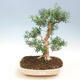 Indoor bonsai - Buxus harlandii - Cork boxwood - 1/2