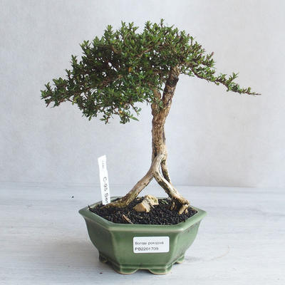 Indoor bonsai - Serissa japonica - small-leaved - 1