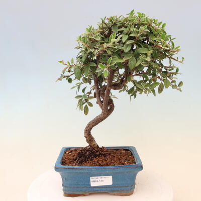 Outdoor bonsai - Cotoneaster Franchetii - Franchet Rock - 1