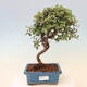Outdoor bonsai - Cotoneaster Franchetii - Franchet Rock - 1/4