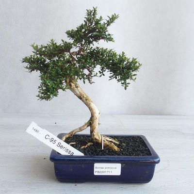 Indoor bonsai - Serissa japonica - small-leaved - 1