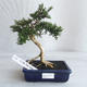 Indoor bonsai - Serissa japonica - small-leaved - 1/6