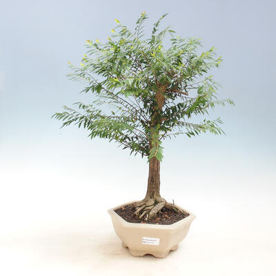 Indoor bonsai -Phyllanthus Niruri- Smuteň