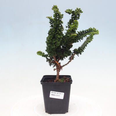 Outdoor bonsai - Cham. obtusa SEKKA HINOKI - Cypress - 1