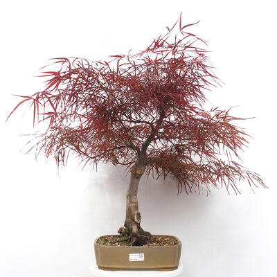 Outdoor bonsai - Acer palmatum RED PYGMY - 1