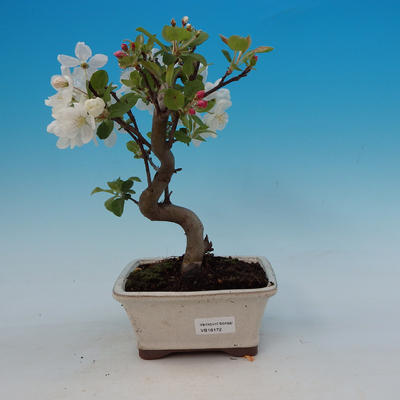 Outdoor bonsai - Malus Halliana - fruited apple - 1