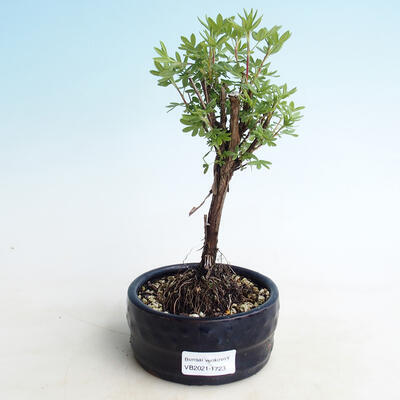 Outdoor bonsai-Cinquefoil - Potentilla fruticosa Goldfinger - 1