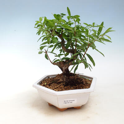 Room bonsai-PUNICA granatum nana-pomegranate - 1