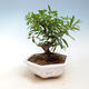 Room bonsai-PUNICA granatum nana-pomegranate - 1/4