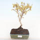 Outdoor bonsai - Zlatice - Forsythia intermedia Week End - 1/2