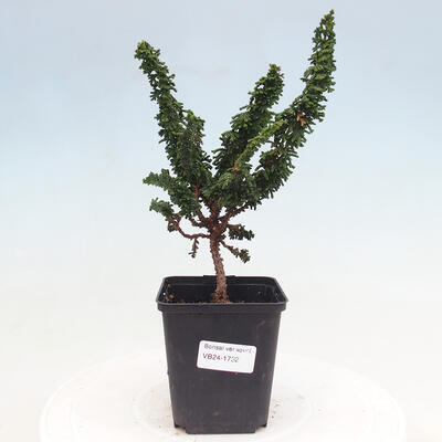 Outdoor bonsai - Cham. obtusa SEKKA HINOKI - Cypress - 1