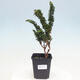 Outdoor bonsai - Cham. obtusa SEKKA HINOKI - Cypress - 1/2