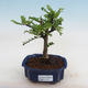 Indoor bonsai - Zantoxylum piperitum - peppercorn - 1/5