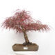 Outdoor bonsai - Acer palmatum RED PYGMY - 1/5