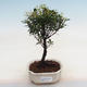Indoor bonsai Syzygium -Pimentovník - 1/4