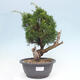 Outdoor bonsai - Juniperus chinensis Itoigawa - Chinese juniper - 1/5