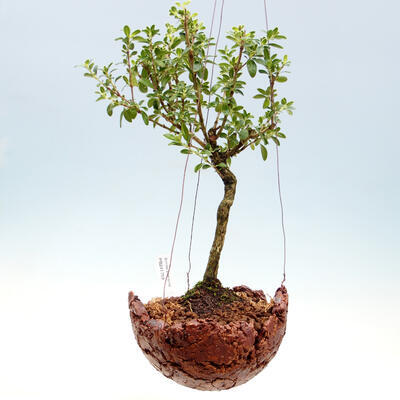 Kokedama in pottery - Serissa foetida variegata - Tree of a Thousand Stars - 1