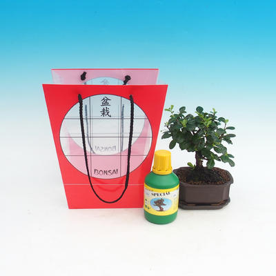 Room bonsai in a gift bag, Carmona - tea fuji