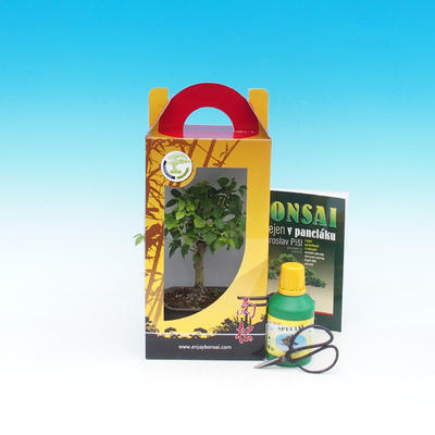 Room bonsai in a gift box, Ligustrum chinensiss - evergreen privet - 1