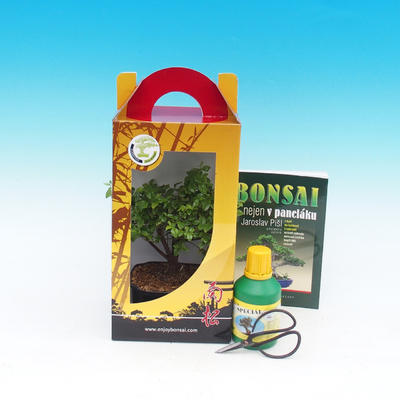 Room bonsai in a gift box, Sagaretia thea - Sagaretie tea - 1