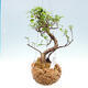Kokedama in ceramics - small-leaved ficus - Ficus kimmen - 1/2