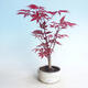 Outdoor bonsai - Maple palmatum DESHOJO - Maple palm - 1/3